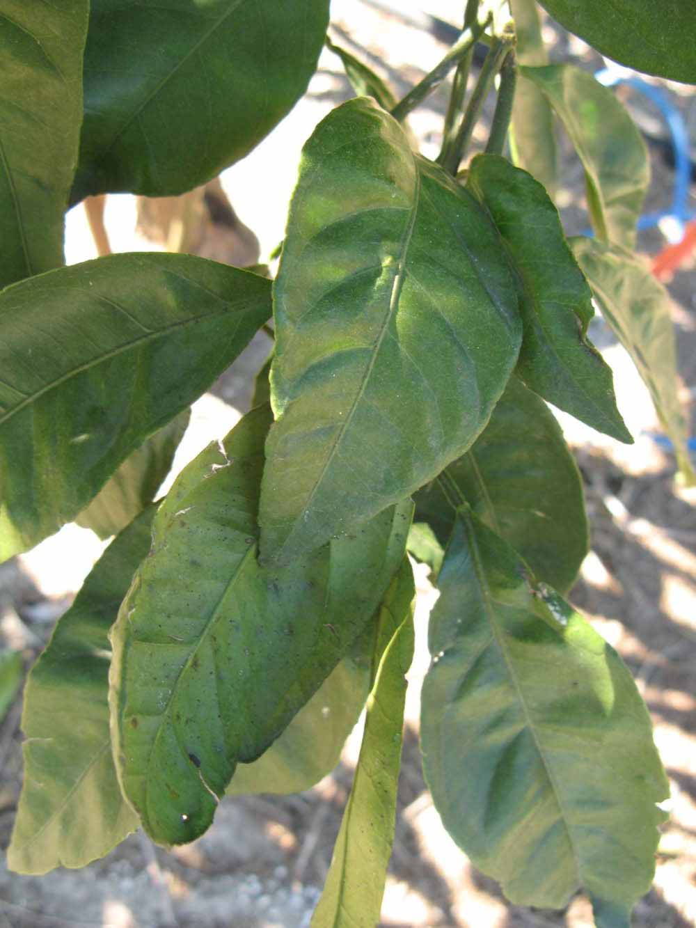            Shade leaves (Winter Haven, FL)   